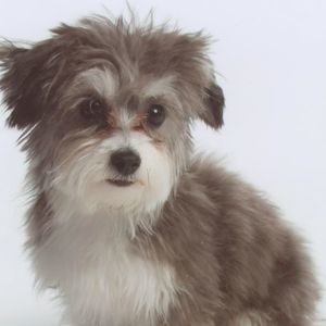 Meet your Posher, Thomas